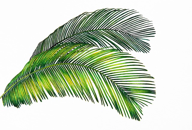 palm leaves