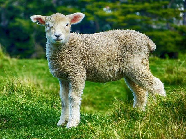 lamb