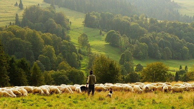 shepherd