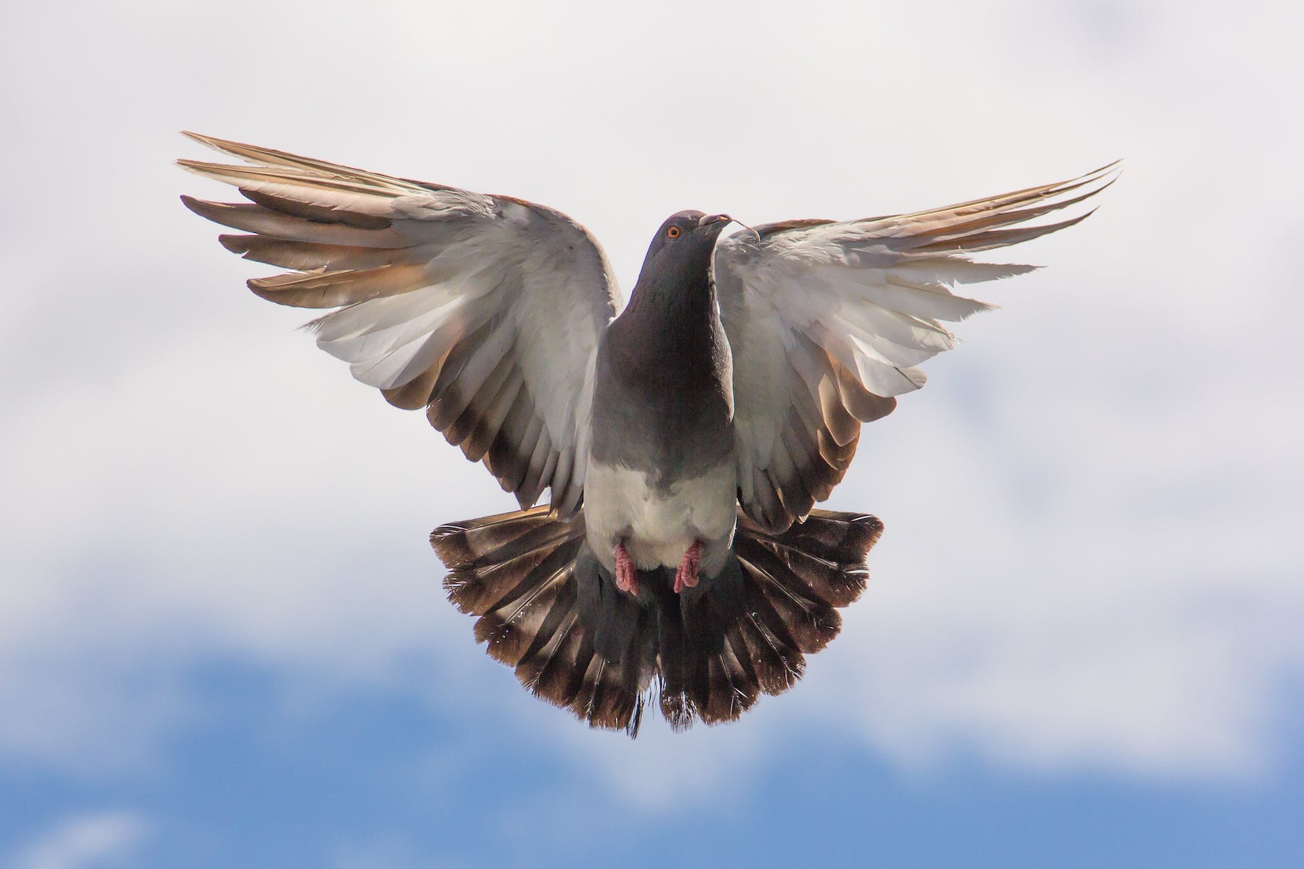 pigeon-flight-twig-1