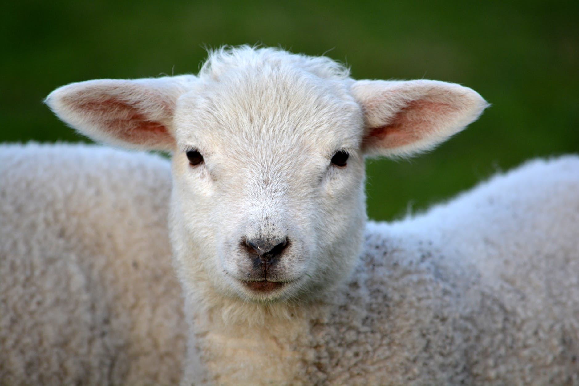 lamb-spring-nature-animal-59821