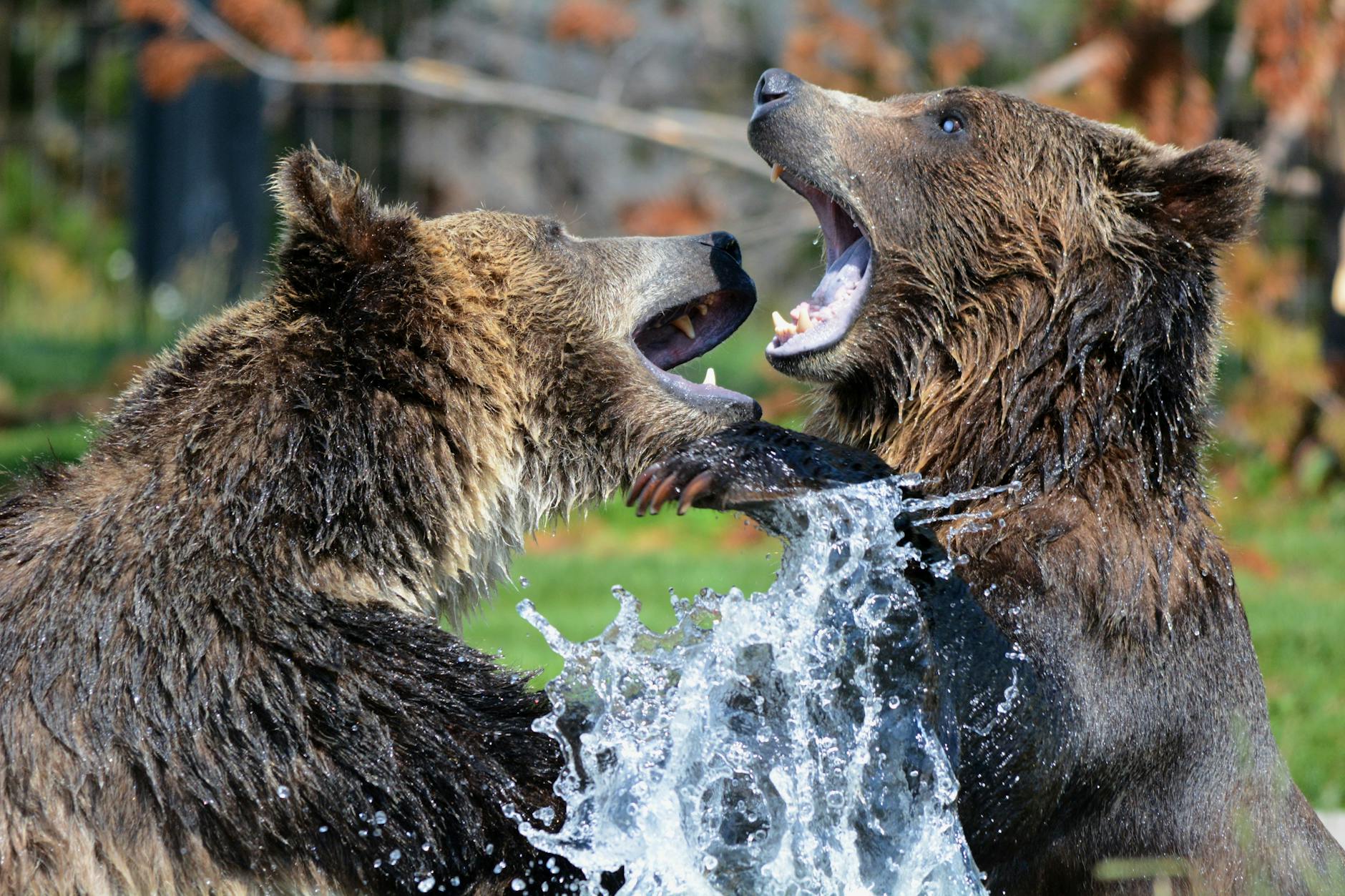 grizzly-bears-playing-sparring-63325