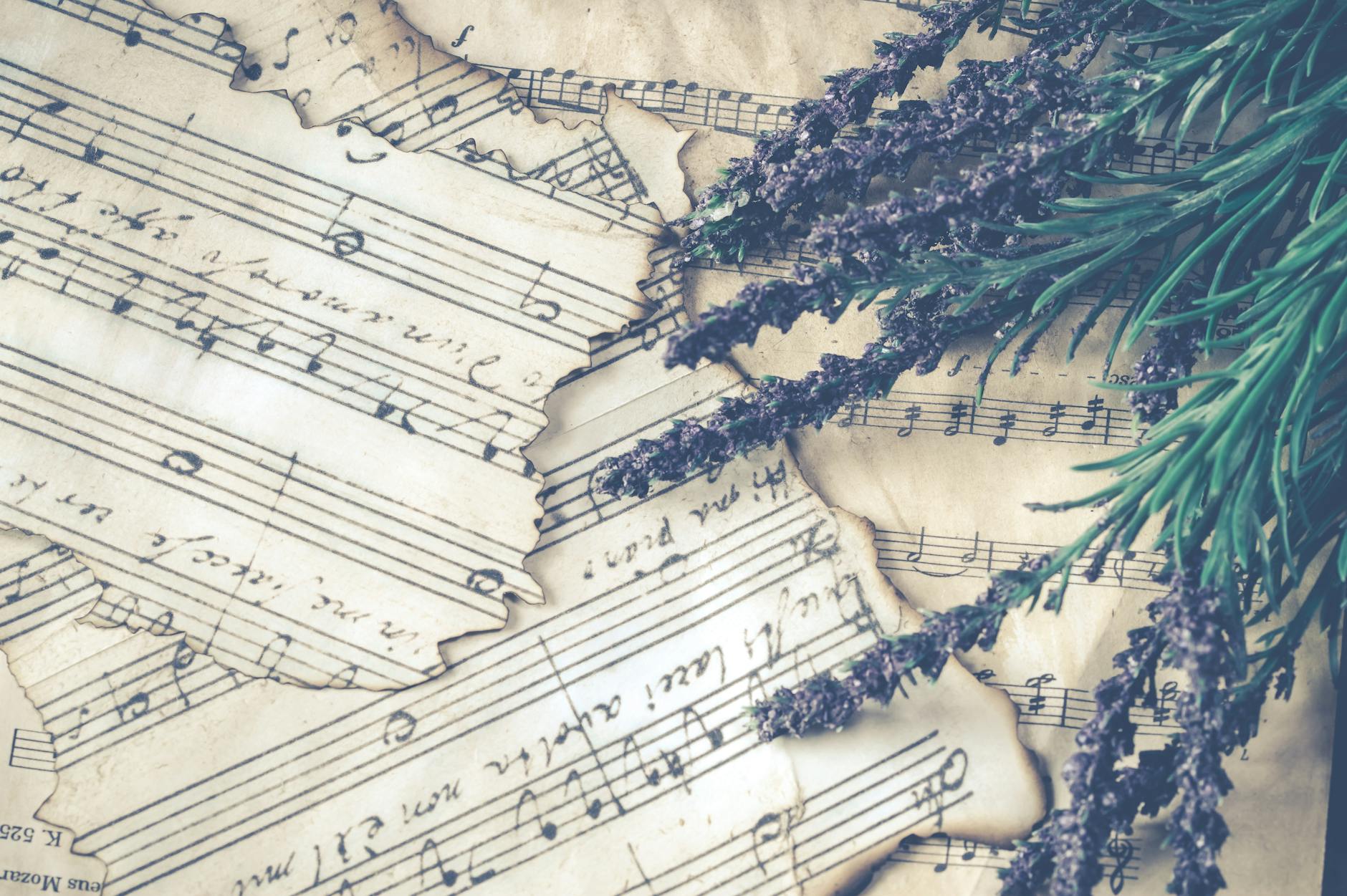 purple lavender over music sheet