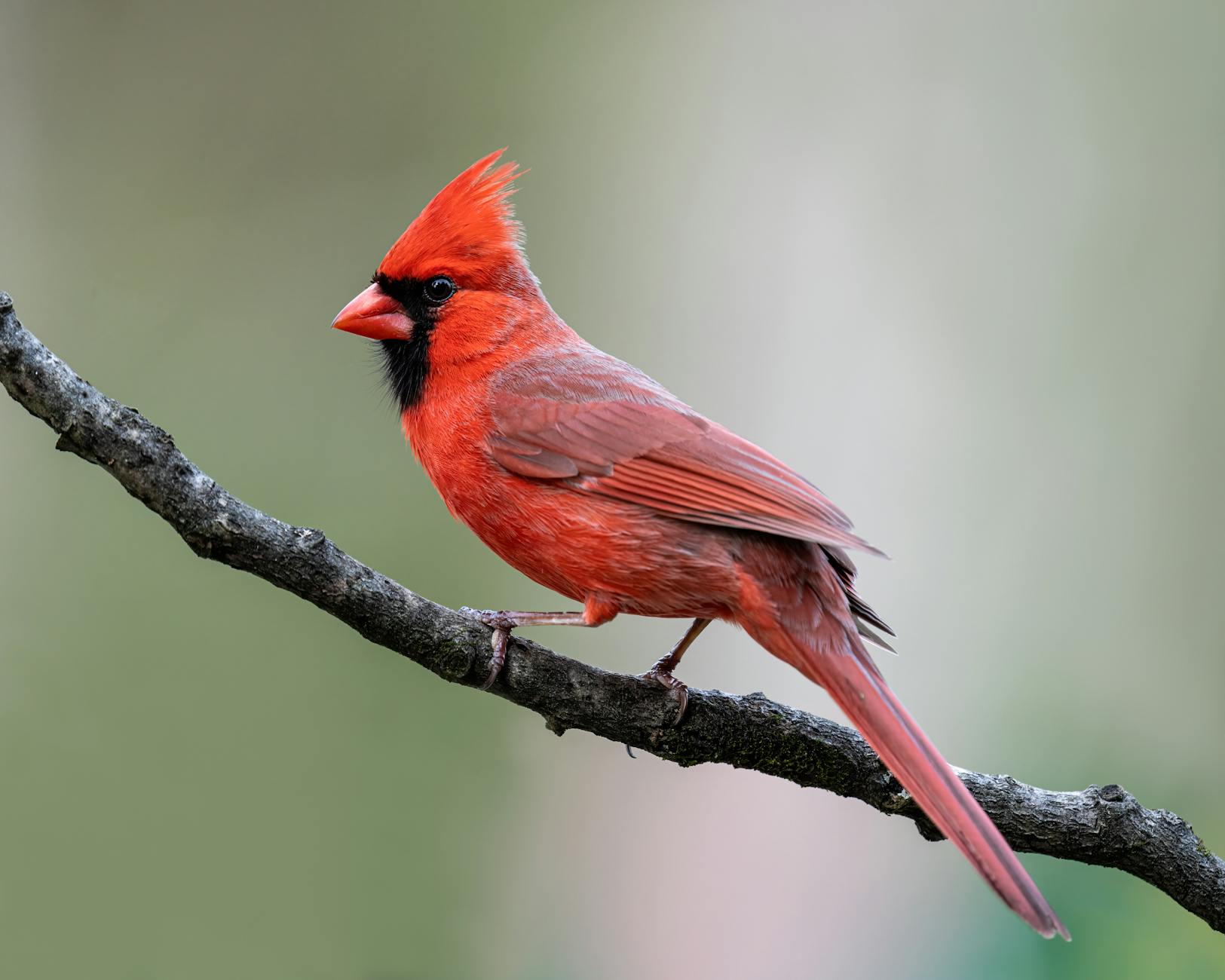 red cardinal perched on a tree branch