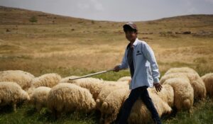 smiling boy with flock of sheep