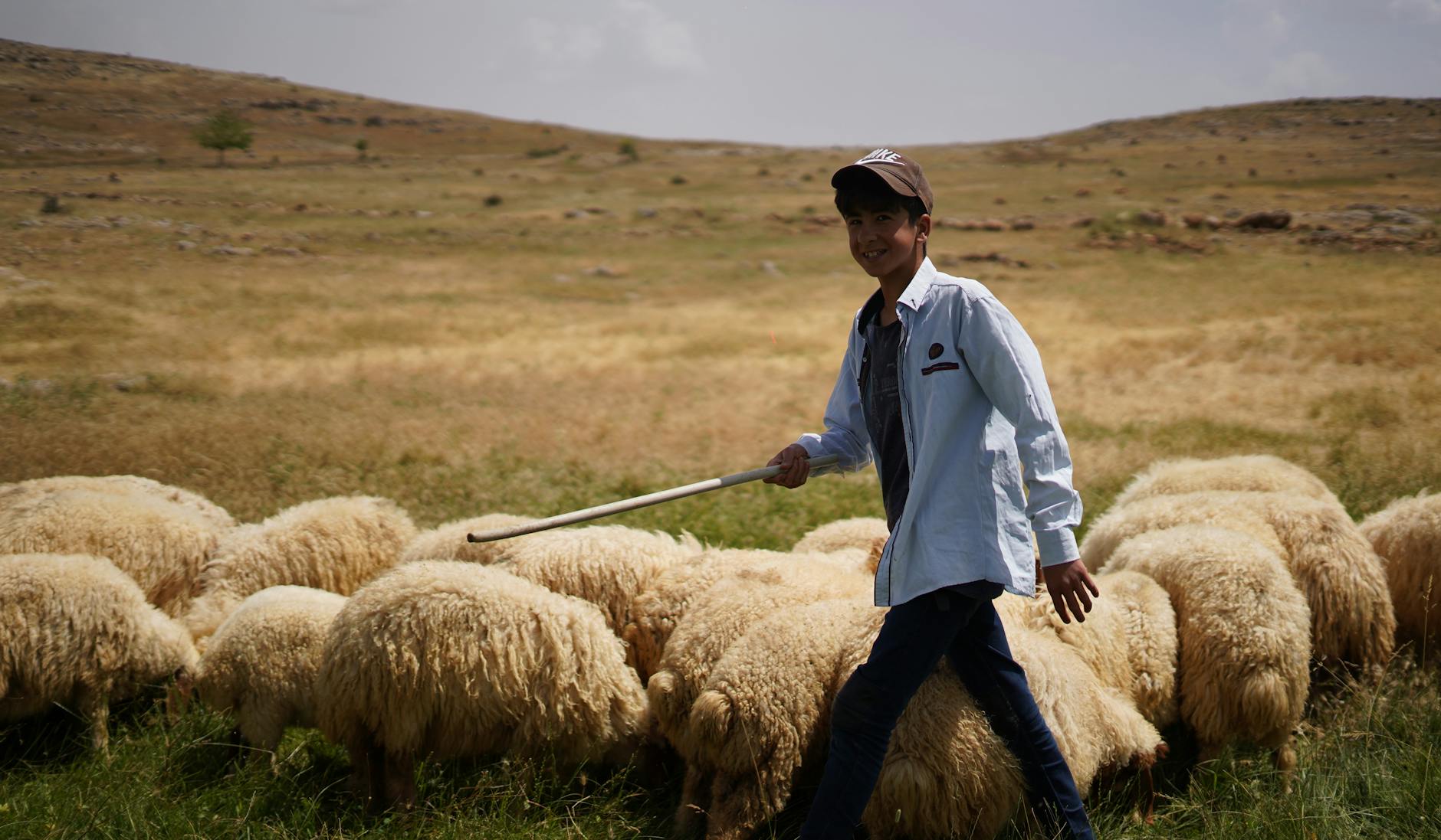 smiling boy with flock of sheep