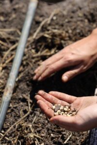 close up shot of a person holding beans