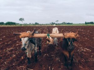 man plowing the field using oxen