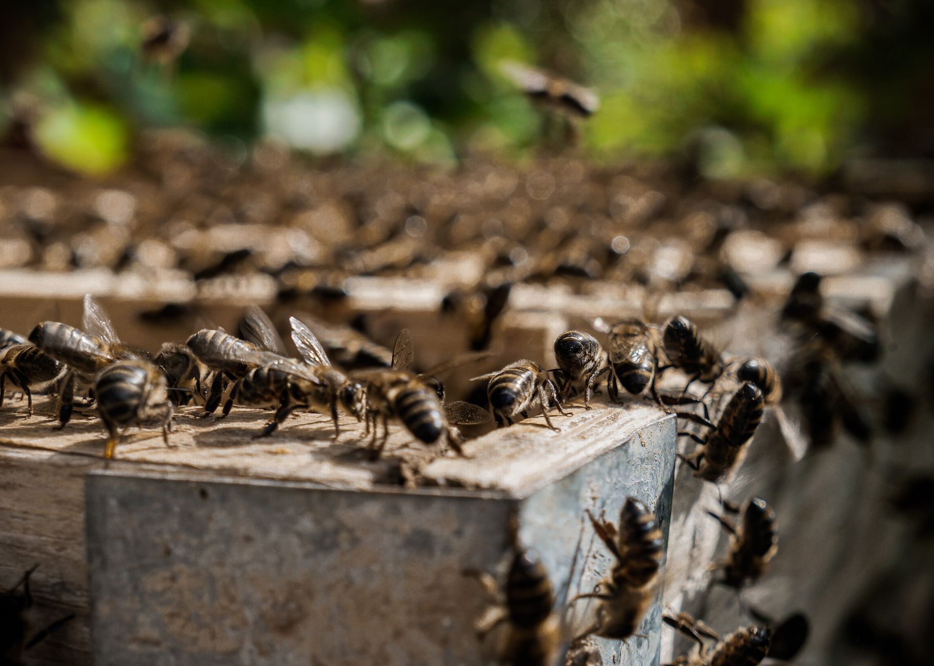 close up of active beehive with honeybees